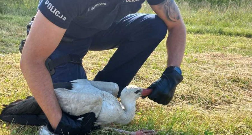 Policjanci z Jabłonki zaopiekowali się rannym bocianem / Fot. KPP Nowy Targ