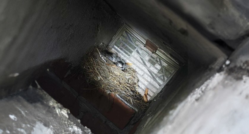 Zagrożenia miejscowe, Strażacy pomoc ptasiej rodzinie - zdjęcie, fotografia