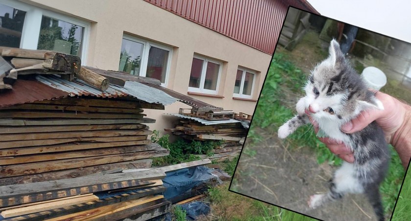 Akcje ratunkowe, Mieszkańcy Podczerwonego uratowali małe kotki - zdjęcie, fotografia