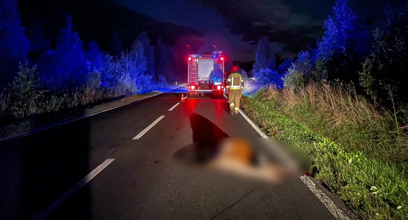 Zderzenie samochodu osobowego z sarną / Fot. Góral Info