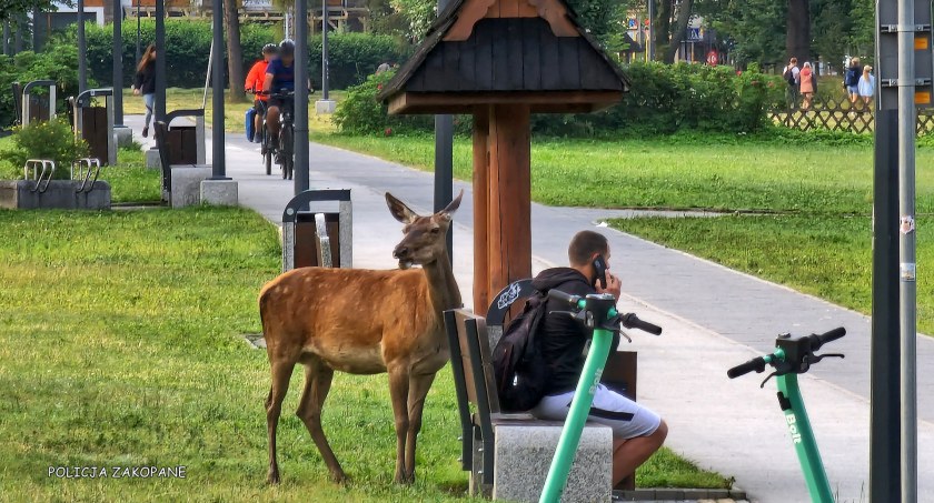 Dzikie zwierzęta w Zakopanem / Fot. KPP Zakopane
