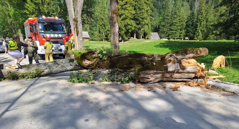 Powalone drzewo na chodnik i ścieżkę rowerową / Fot. KP PSP Zakopane