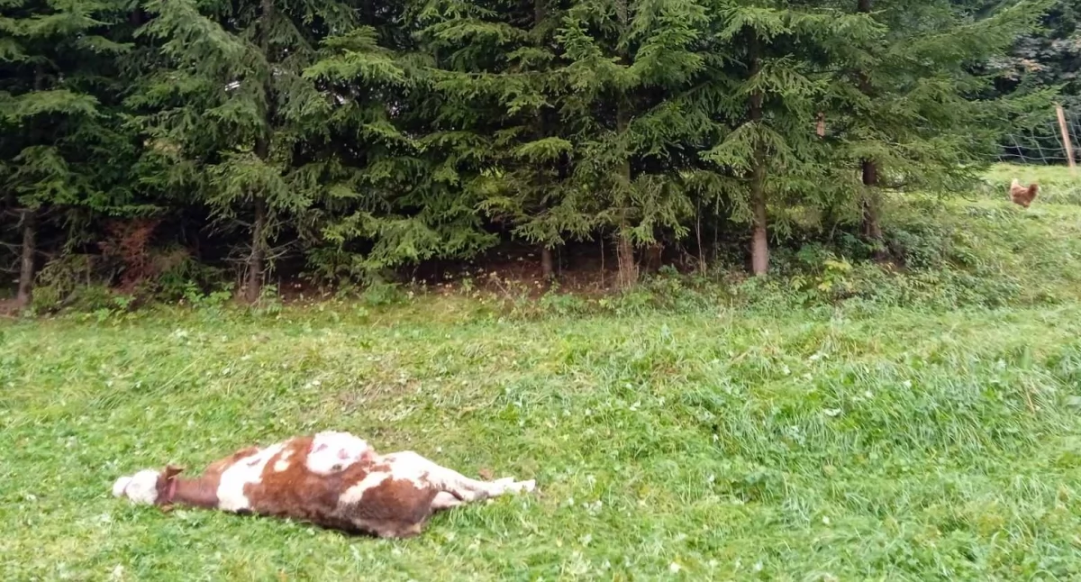 Zagrożenia miejscowe, Wilki zagryzły jałówkę Cichem mieszkańcy obawiają bezpieczeństwo - zdjęcie, fotografia