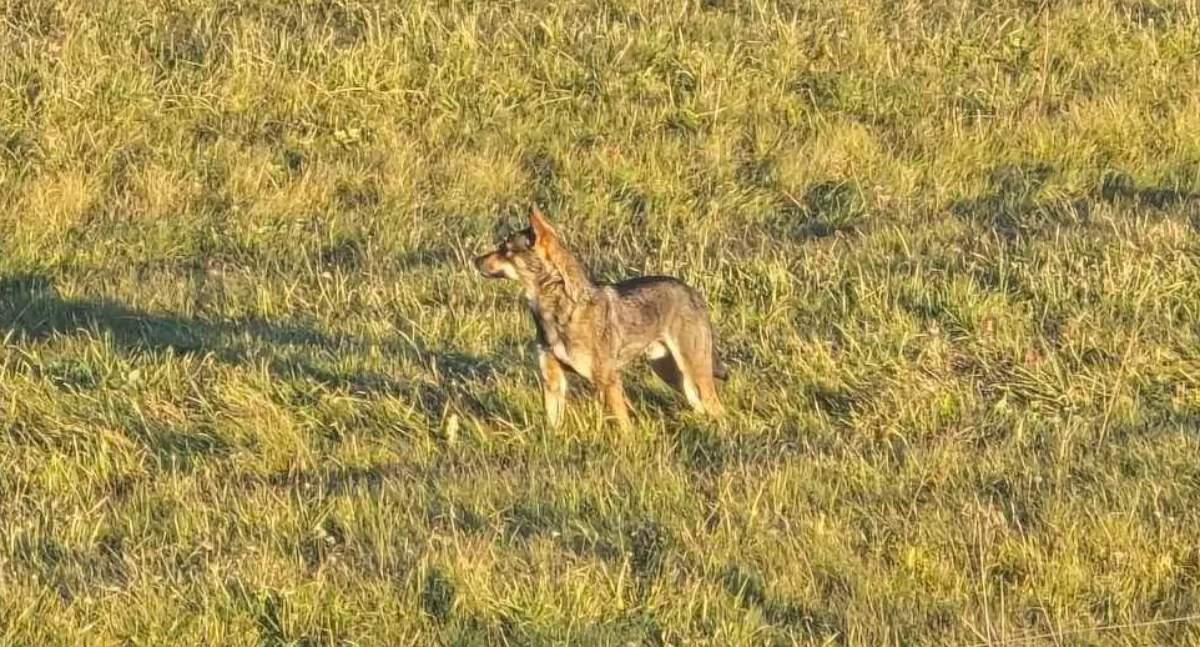 Sprawy lokalne, Młody wilczek łąkach Wróblówce – mieszkańcy zaniepokojeni obecnością drapieżnika - zdjęcie, fotografia