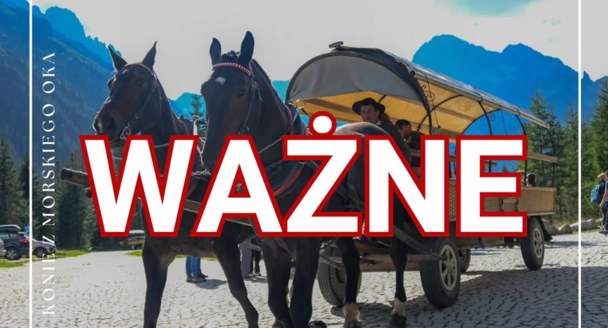Sprawy lokalne, znęcają końmi kolejny biegły weterynarz potwierdza - zdjęcie, fotografia