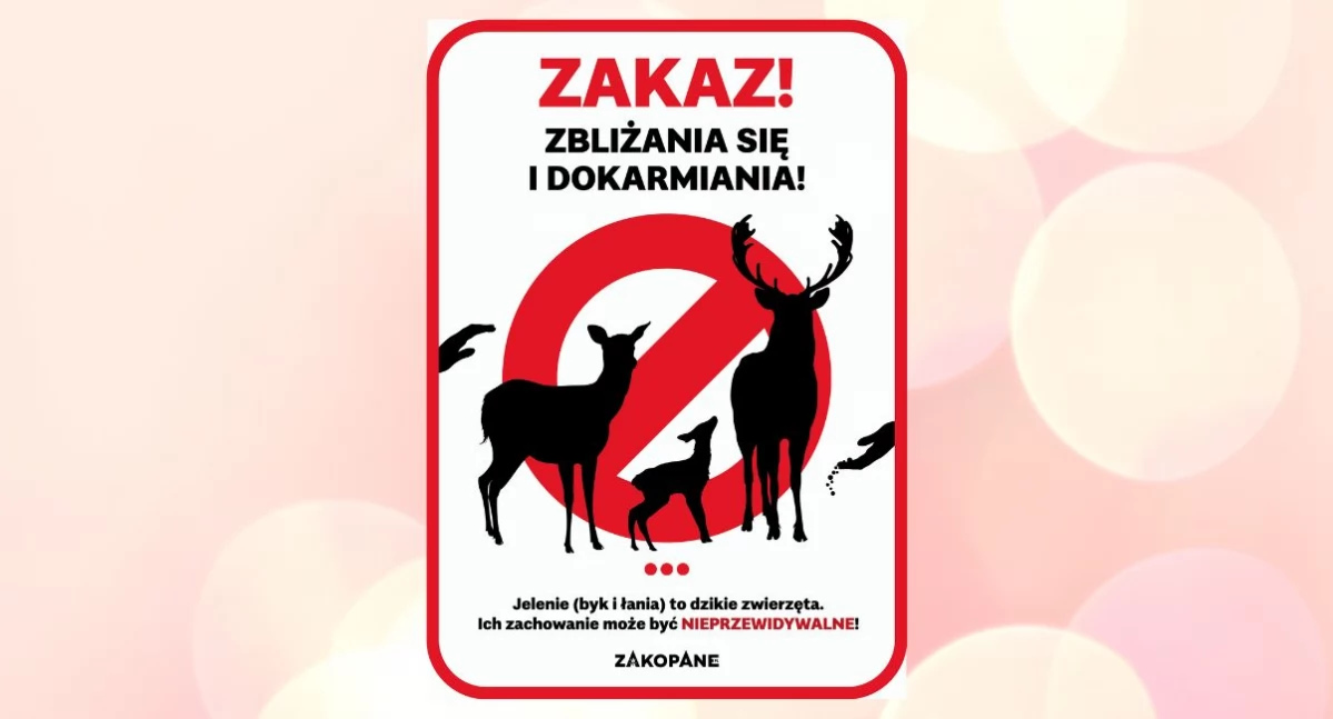 Sprawy lokalne, Uwaga! zbliżaj jeleni dzikie zwierzęta! - zdjęcie, fotografia