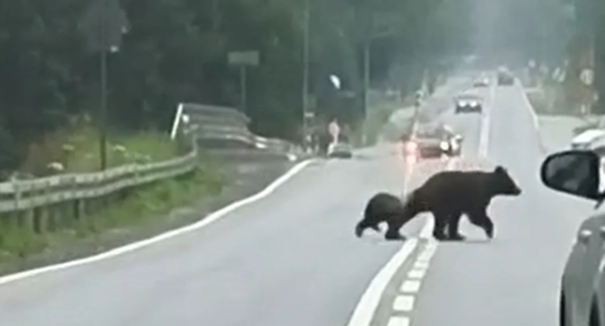 Sprawy lokalne, Niedźwiedzie drodze wojewódzkiej Witowie niedźwiedzie spacerowały rejonie wlotu Doliny Chochołowskiej - zdjęcie, fotografia