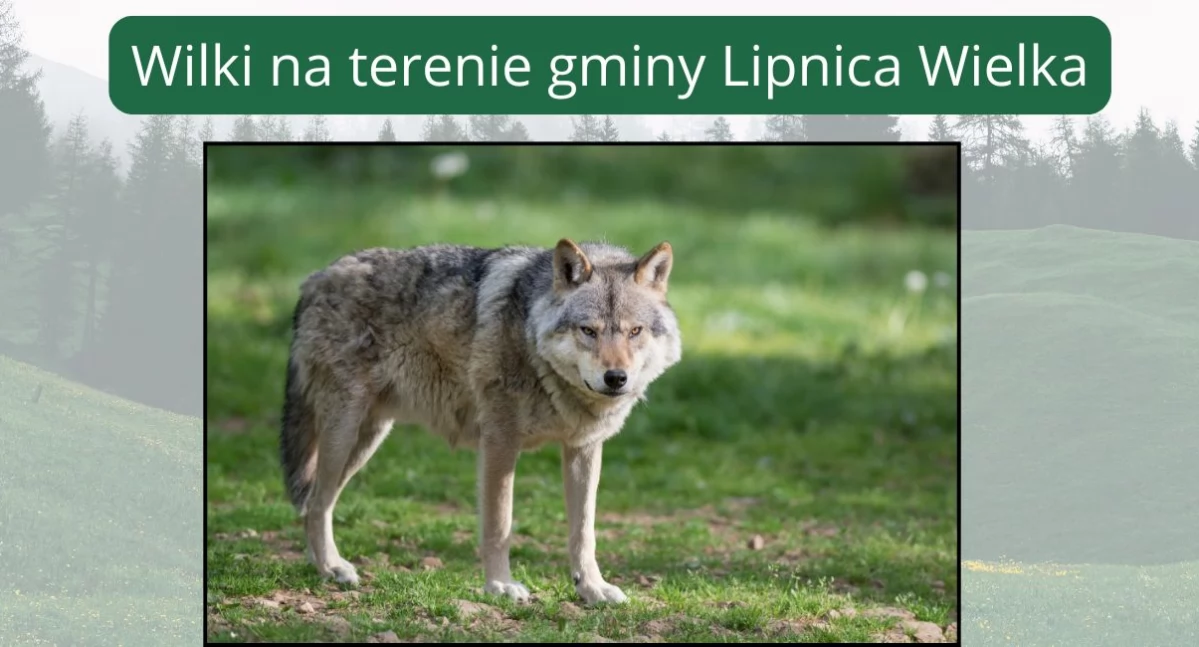 Sprawy lokalne, Wilki terenie gminy Lipnica Wielka - zdjęcie, fotografia