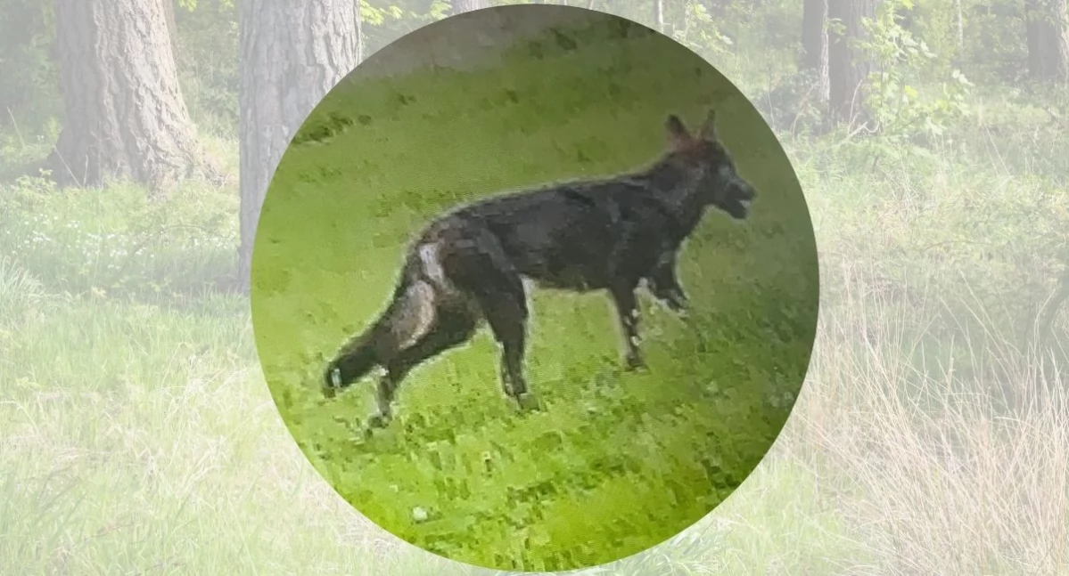 Sprawy lokalne, zagryzł Podszklu sołtys apeluje ostrożność - zdjęcie, fotografia