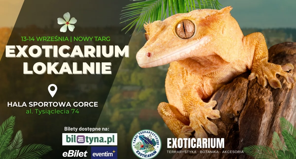 Polecamy, Egzotyczne zwierzęta Nowym Targu Exoticarium Lokalnie wrześniu - zdjęcie, fotografia