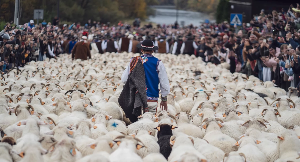 Folklor, Morze owiec mieście tylko Szczawnicy zaproszenie barwny Redyk Jesienny - zdjęcie, fotografia