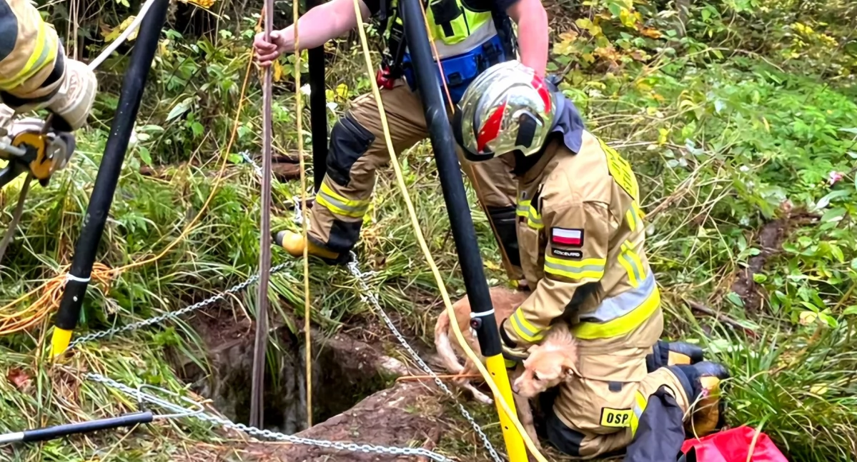 Informacje 112, Strażacy Kościeliska interweniowali nietypowej sytuacji uratowali - zdjęcie, fotografia