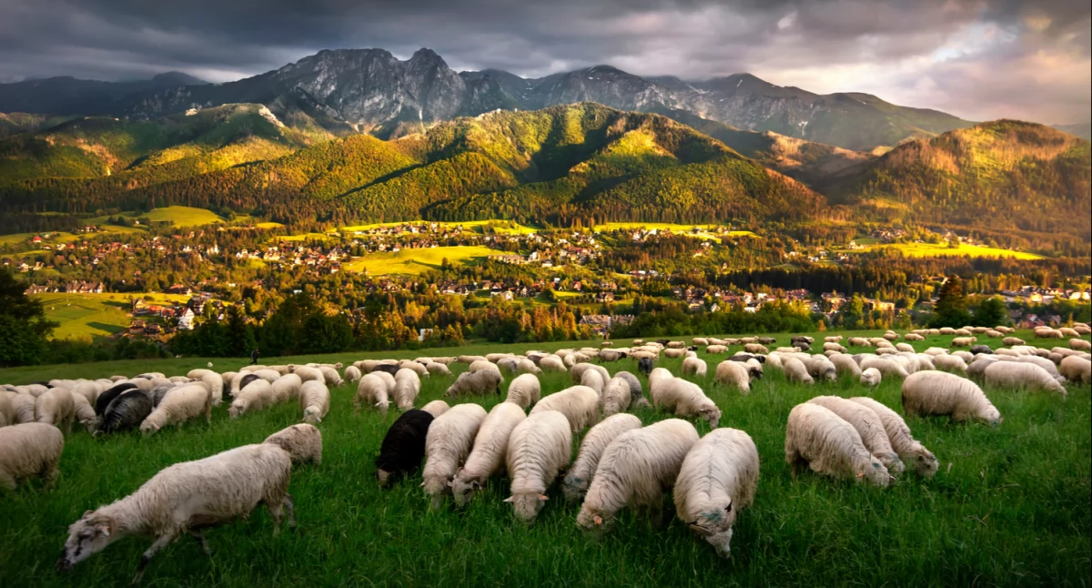 Folklor, Redyk Gubałówką góralska tradycja ożyje Gubałówką - zdjęcie, fotografia