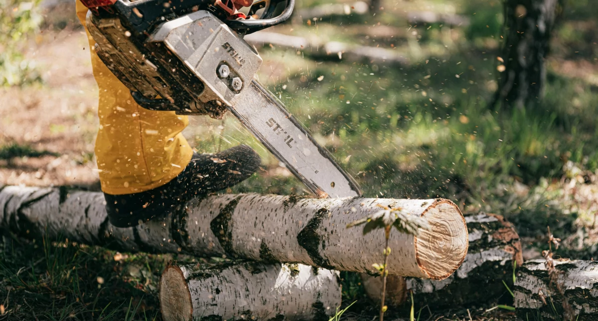 Różne, Profesjonalne cięcie drzew krzewów kiedy najlepszy - zdjęcie, fotografia