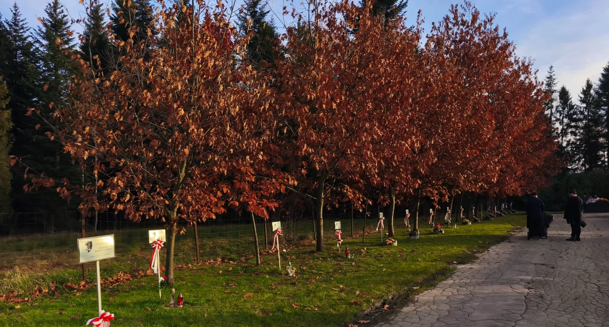 Historia i pamięć, Aleja Dębów Pamięci Rabce hołd zamordowanych Polaków Katyniu - zdjęcie, fotografia