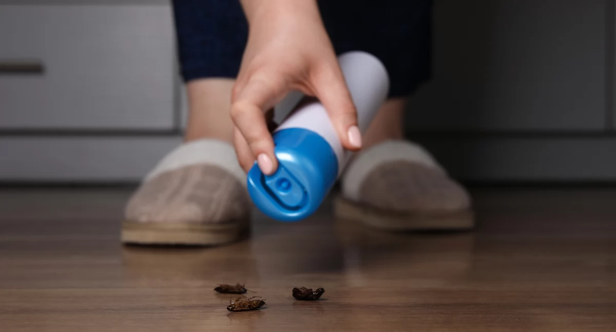 Różne, Pozbądź karaluchów działają insektycydy kontaktowe walce infestacją - zdjęcie, fotografia