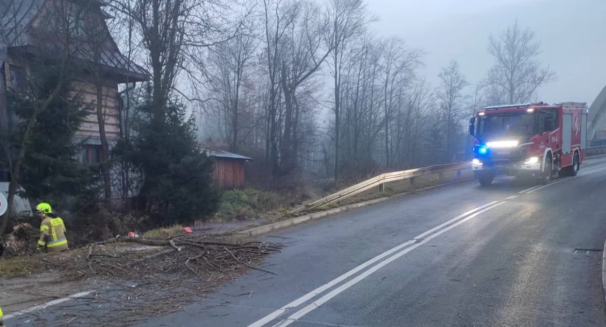 Zagrożenia miejscowe, Strażacy Chochołowa usunęli powalone drzewo nadgryzione przez bobry - zdjęcie, fotografia
