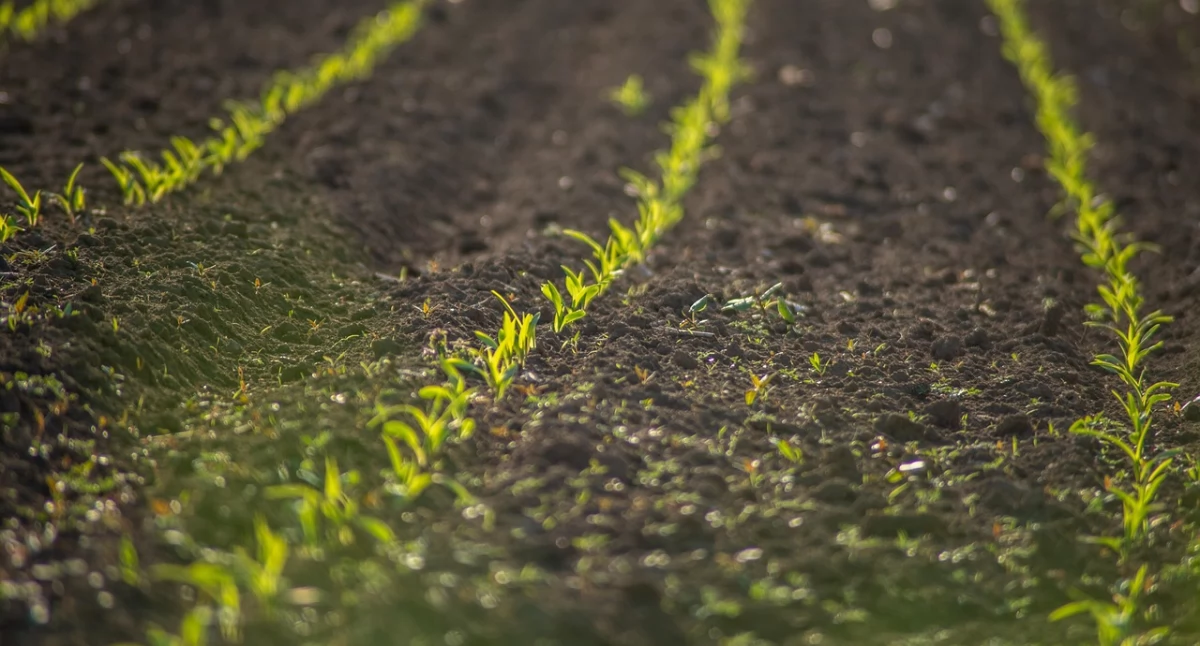 Różne, ​Choroby które najbardziej zagrażają uprawom - zdjęcie, fotografia