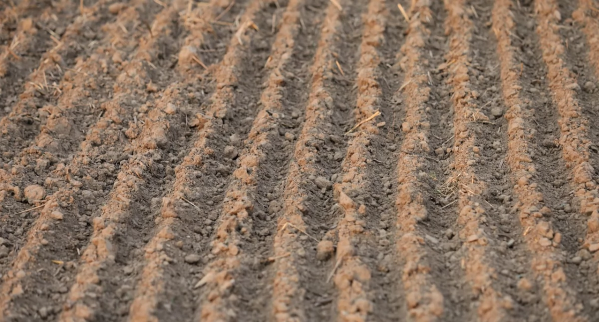 Różne, Wiosenna regeneracja trudnej zimie inokulanty stymulują rośliny szybciej tradycyjne biostymulatory - zdjęcie, fotografia