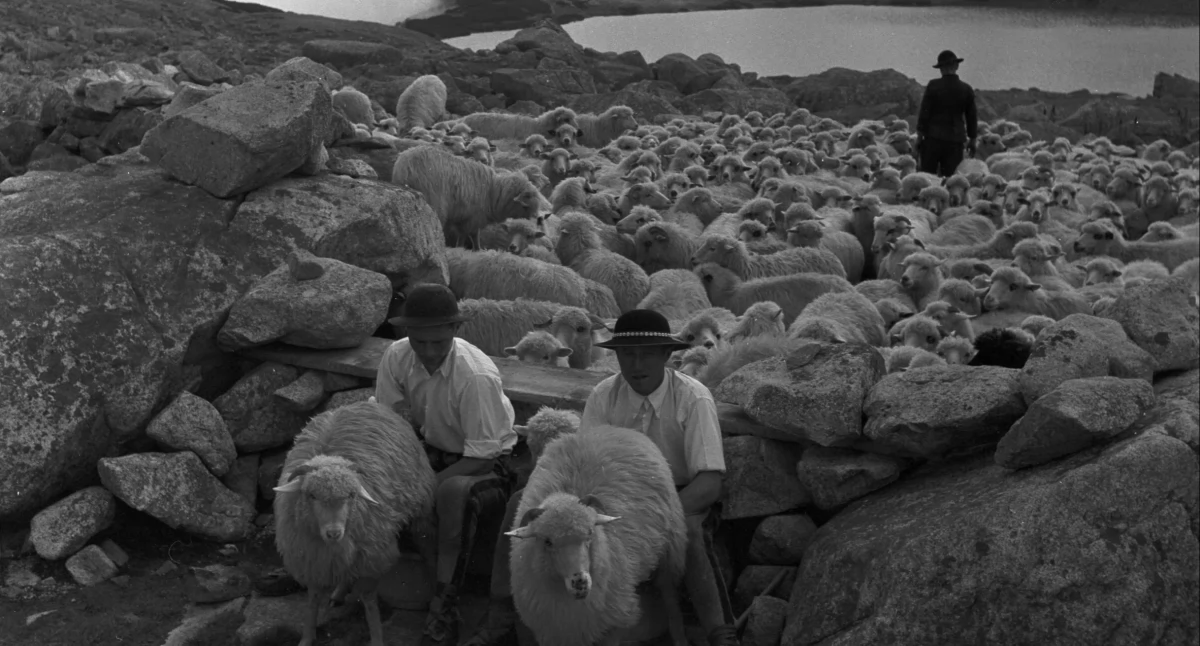 Spotkania, Pasterze “zapis” zanikającej kultury - zdjęcie, fotografia