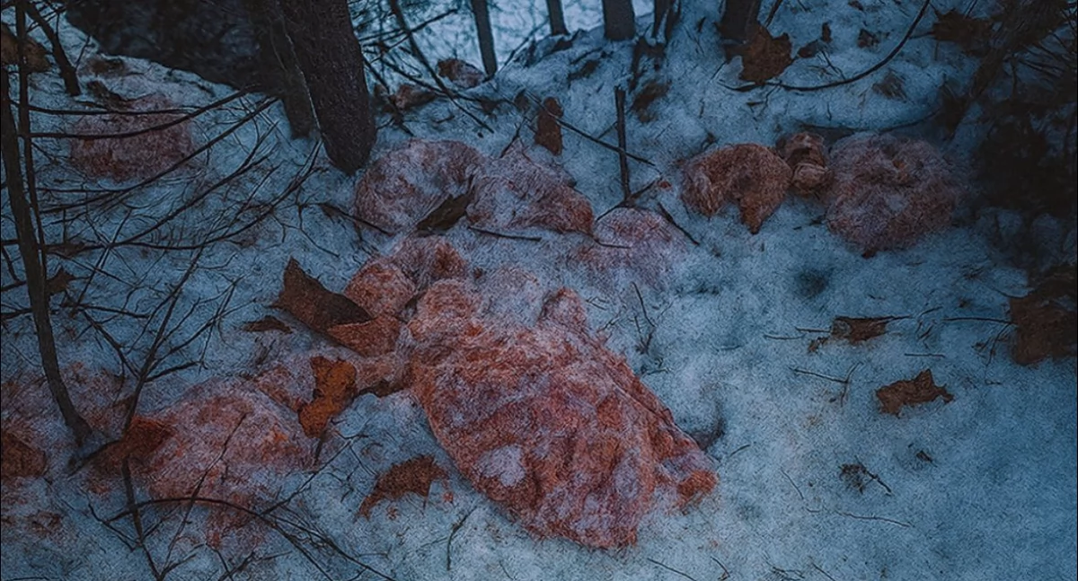Zagrożenia miejscowe, Wyrzucili kilogramów mięsa sprawą zajmuje straż leśna - zdjęcie, fotografia
