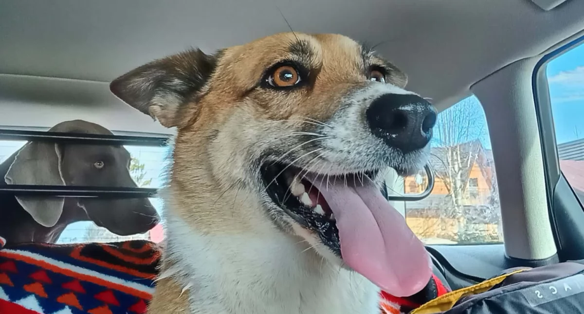 Sprawy lokalne, Zaginęła suczka podczas spaceru pograniczu Koniówki słowackiej Suchej - zdjęcie, fotografia