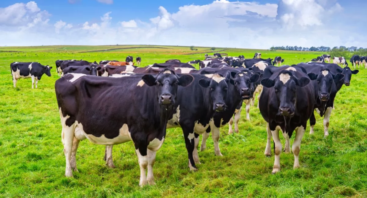 Różne, Pastuchy elektryczne bydła skuteczne bezpieczne ogrodzenie pastwiska - zdjęcie, fotografia
