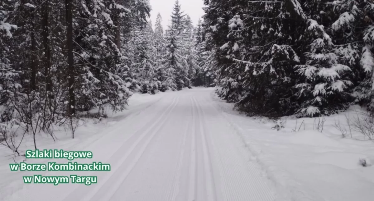 Biegi narciarskie, Szlaki biegowe Borze Kombinackim przygotowane komunikat stycznia - zdjęcie, fotografia