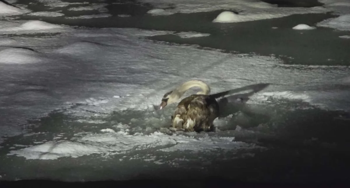Akcje ratunkowe, Strażacy uratowali łabędzia uwięzionego lodowej Dunajcu - zdjęcie, fotografia