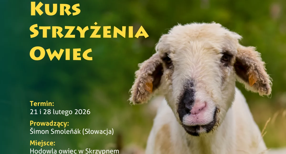 Warsztaty, Instytut Dziedzictwa Niematerialnego Ludów Karpackich zaprasza strzyżenia owiec - zdjęcie, fotografia