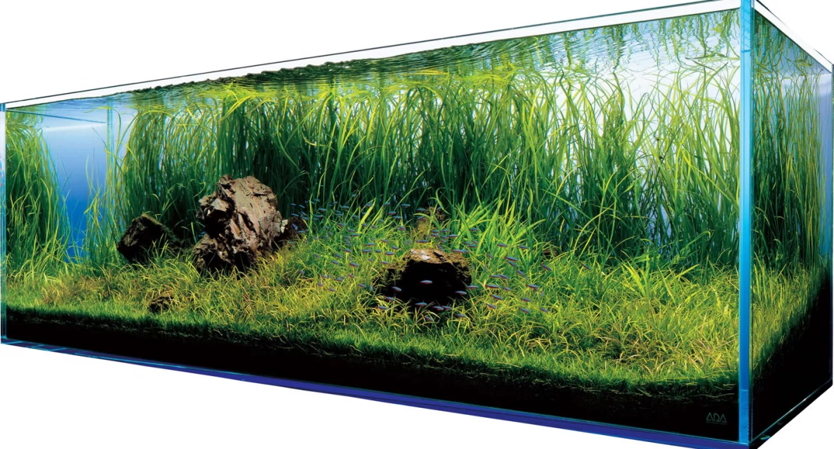 Różne, pielęgnować oczko wodne Praktyczne wskazówki sprawdzone preparaty dobrego sklepu akwarystycznego - zdjęcie, fotografia