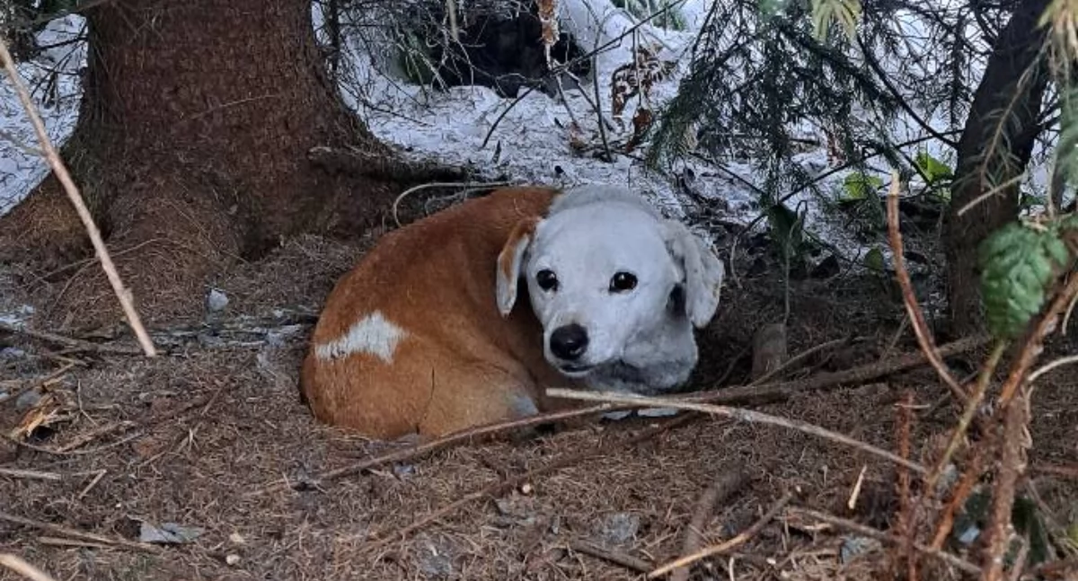 Sprawy lokalne, Sołtys Podszkla policjanci Czarnego Dunajca pomogli porzuconym pomoc adopcję - zdjęcie, fotografia