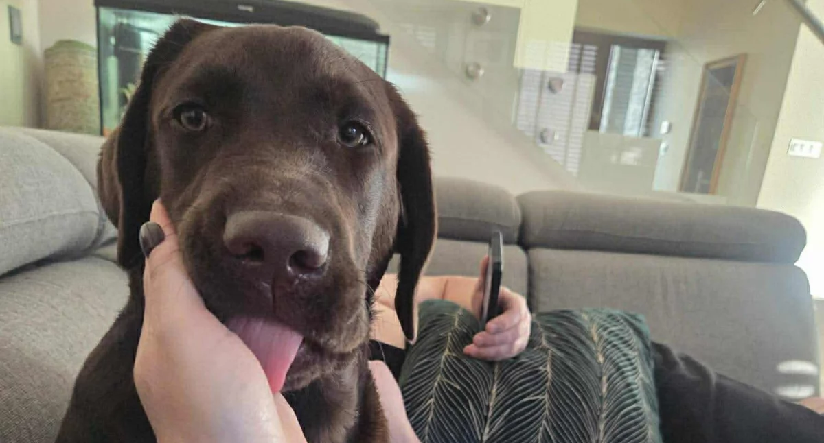 Sprawy lokalne, Zaginęła młoda suczka Czarnym Dunajcu  apel pomoc odnalezieniu - zdjęcie, fotografia