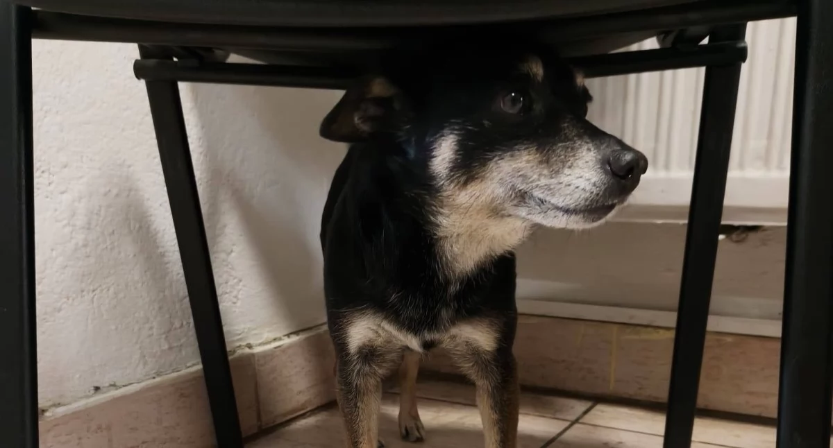 Sprawy lokalne, Znaleziono Szczawnicy straż miejska apeluje pomoc - zdjęcie, fotografia