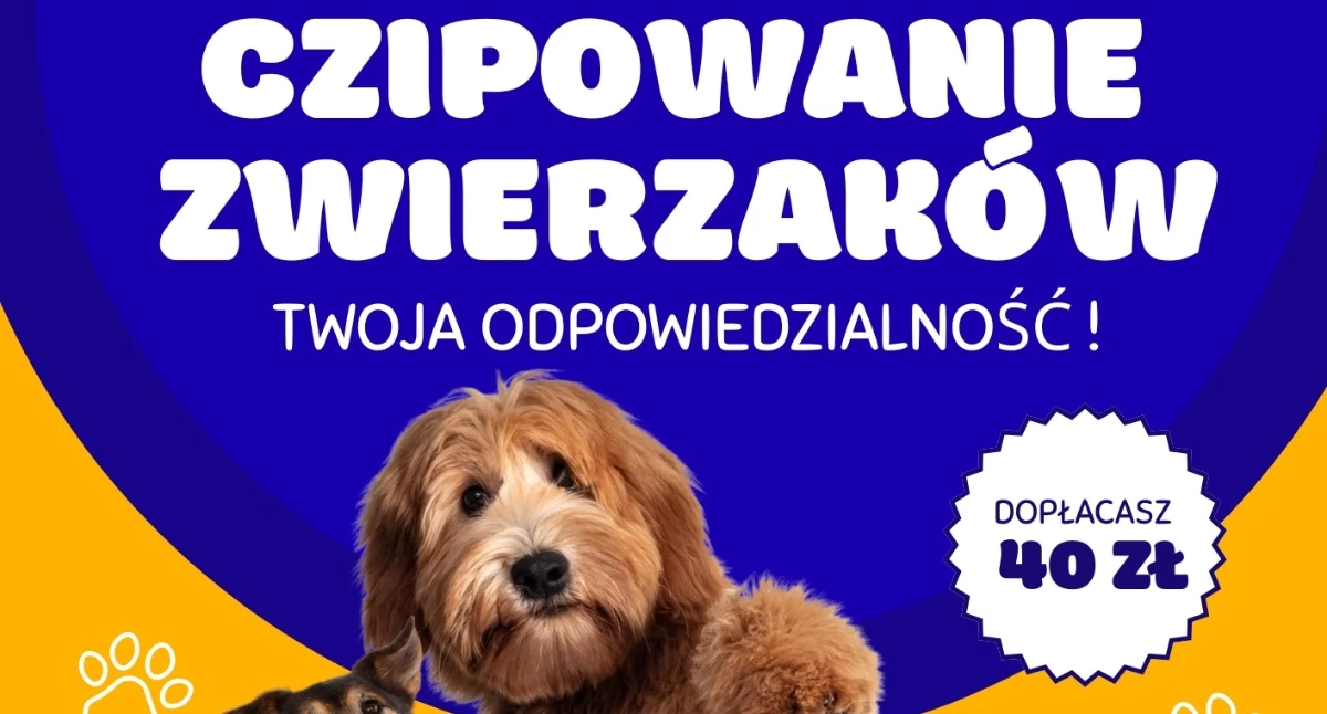 Sprawy lokalne, Czipowanie zwierząt Maniowach Prosta sprawa może oszczędzić sporo nerwów - zdjęcie, fotografia