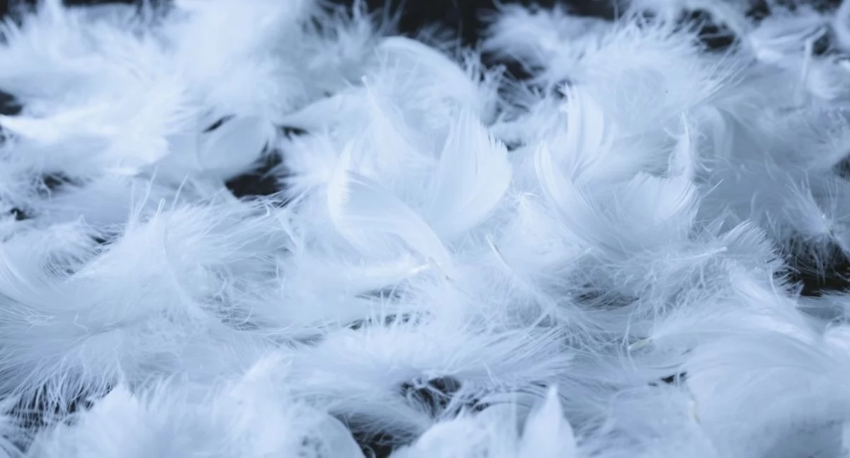 Folklor, Tradycja wraca łask „Skubacki” znów ożywią Krościenko - zdjęcie, fotografia