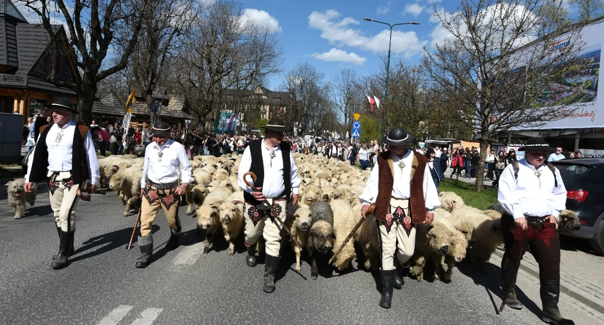 Folklor, Wiosenny redyk Zakopanem tradycja ulicach miasta Giewontem - zdjęcie, fotografia