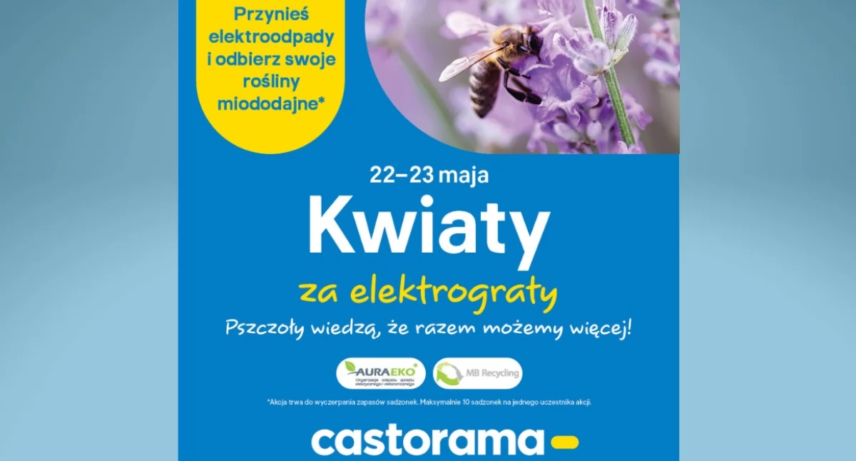 Przyroda, Oddajesz stare elektrośmieci dostajesz kwiaty Castorama ponownie rusza popularną akcją - zdjęcie, fotografia