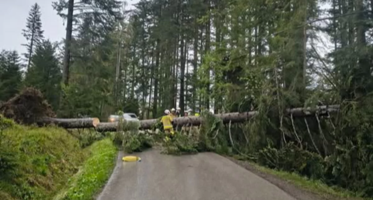 Zagrożenia miejscowe, Silny wiatr powalił drzewo interweniowali strażacy - zdjęcie, fotografia