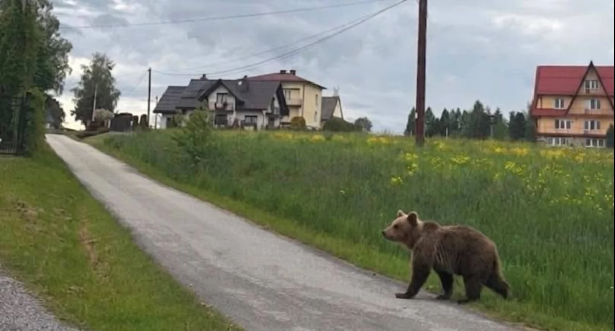 Zagrożenia miejscowe, Skawie pojawił niedźwiedź policji ostrożność - zdjęcie, fotografia