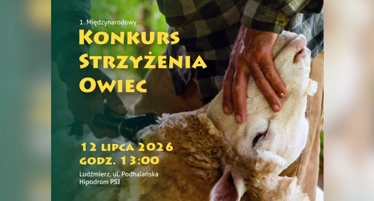 Konkursy, Pasterze doświadczeni hodowcy spotkają Ludźmierzu Przed pierwszy Międzynarodowy Konkurs Strzyżenia Owiec - zdjęcie, fotografia