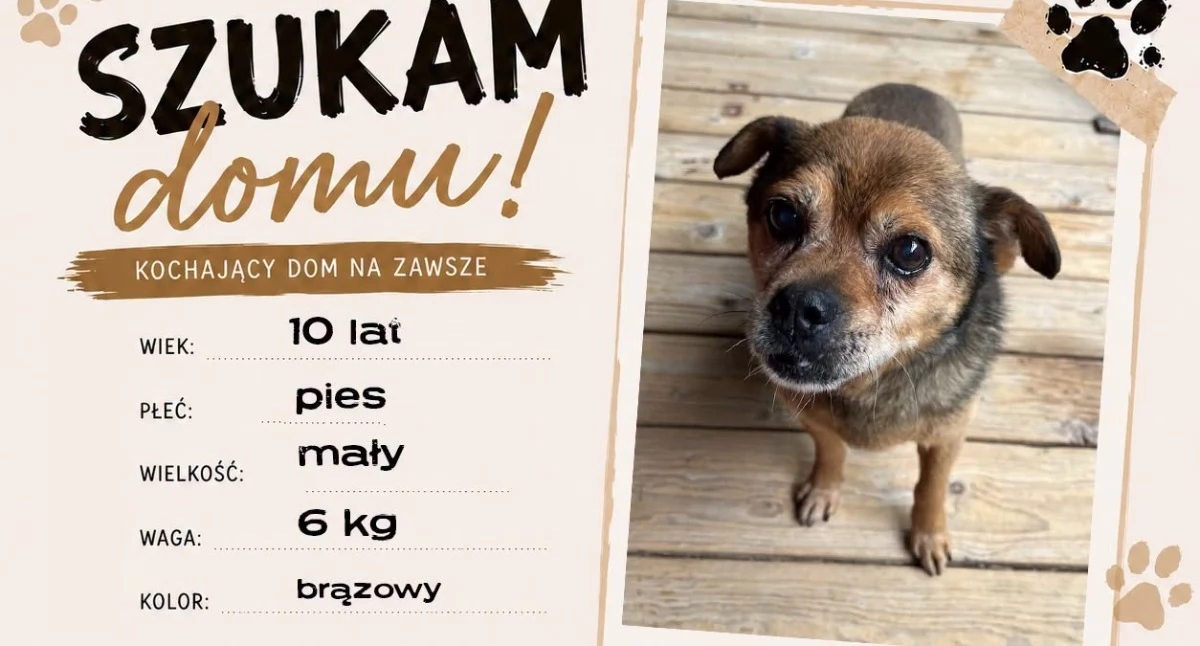 Sprawy lokalne, Gmina Poronin szuka domów psów samorząd apeluje adopcję zamknięciu schroniska Nowym Targu - zdjęcie, fotografia