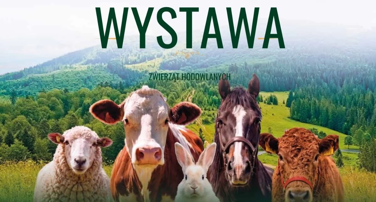 Targi, Ludźmierz ponownie stanie stolicą hodowców Przed Podhalańska Wystawa Zwierząt Hodowlanych - zdjęcie, fotografia