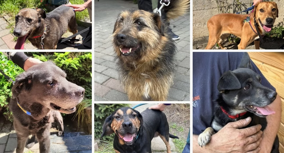 Sprawy lokalne, Kolejny dzień adopcji schronisku Nowym Targu Sześć psów znalazło - zdjęcie, fotografia