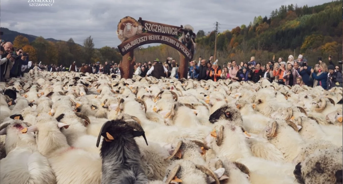 Folklor, Największy Redyk Jesienny Polsce Szczawnicy - zdjęcie, fotografia