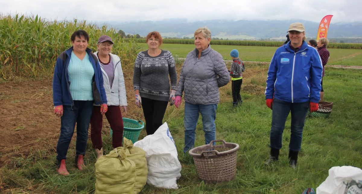 Sprawy lokalne, Wykopki Gronkowie mieszkańcy przypomnieli dawne tradycje - zdjęcie, fotografia