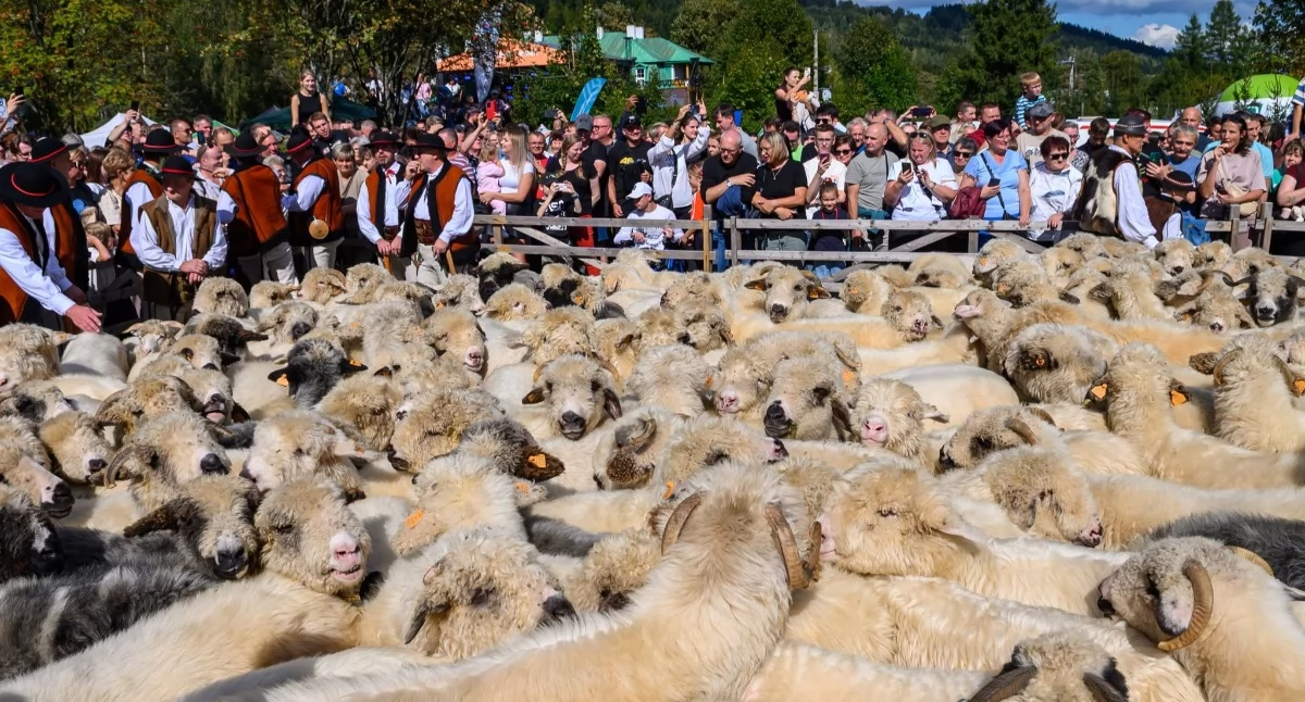 Folklor, Jesienny redyk Zawoi zeszły Barankowej - zdjęcie, fotografia