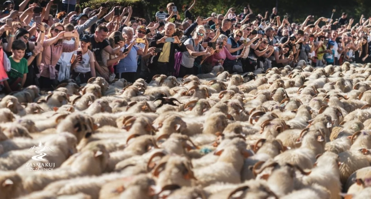 Festyny i pikniki, października Szczawnicę zaleje „morze owiec” Wielki Redyk przejdzie przez miasto - zdjęcie, fotografia