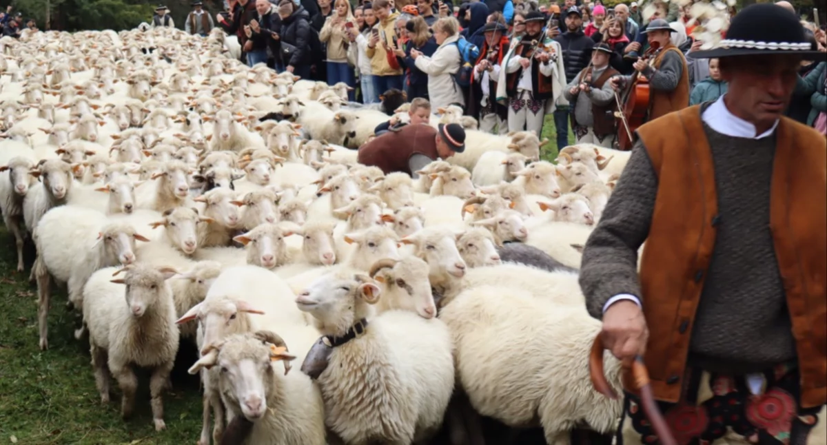 Folklor, Redyk jesienny Zakopanem przeszły Kuźnic Antałówkę - zdjęcie, fotografia