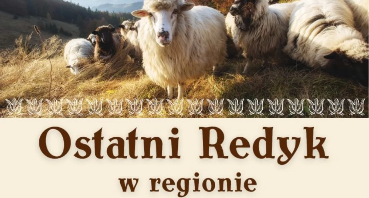 Folklor, Lipnica Wielka szykuje Orawski Przed ostatni redyk sezonu - zdjęcie, fotografia